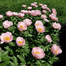 Пион травянистый Soft Salmon Saucer