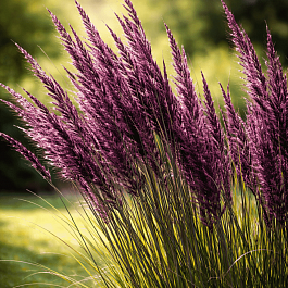 Молиния голубая Black Arrow