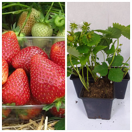 Земляника садовая Дукат НАБОР 3ШТ Земляника садовая Дукат НАБОР 3ШТ