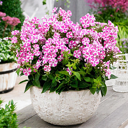 Флокс метельчатый Бамбини Кэнди Краш