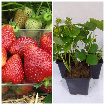 Земляника садовая Дукат НАБОР 3ШТ