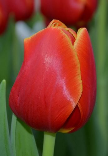 Тюльпан Триумф Веранди Тюльпан Триумф Веранди