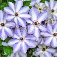 Клематис гибридный Ivan Olsson