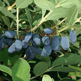 Жимолость съедобная Васильевская