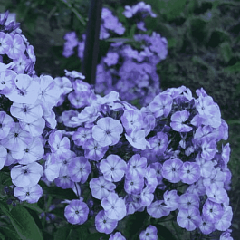 Флокс метельчатый Younique Old Blue