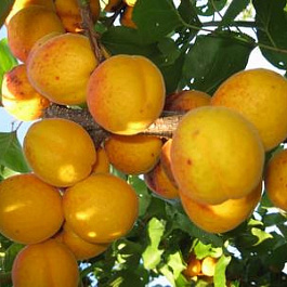 Абрикос обыкновенный Орловчанин