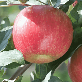 Яблоня Скала
