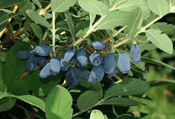 Жимолость съедобная Васильевская