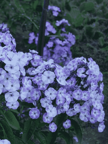 Флокс метельчатый Younique Old Blue