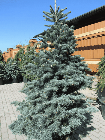 Пихта субальпийская Argentea