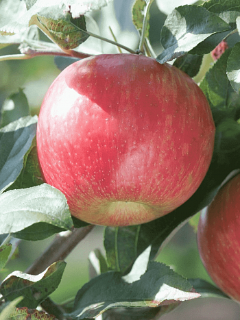 Яблоня Скала