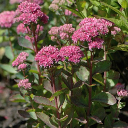 Седум гибридный Манстед Дарк Ред