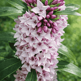 Дафна душистая Perfume Princess