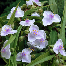 Традесканция Андерсона Оспрей Традесканция Андерсона Оспрей