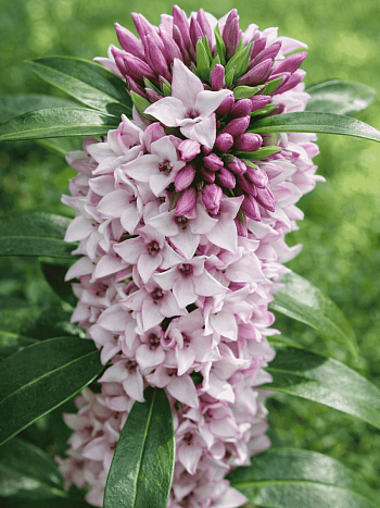 Дафна душистая Perfume Princess