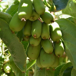 Актинидия аргута Эстафета