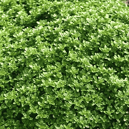 Тимьян лимоннопахнущий