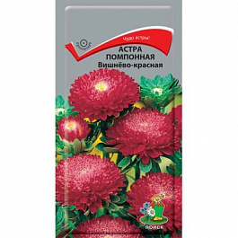 Астра помпонная Вишнево-красная