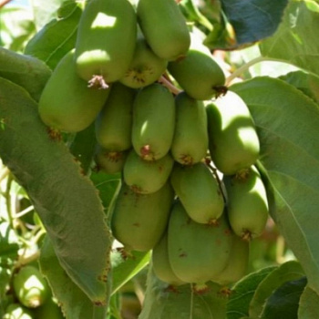 Актинидия аргута Эстафета