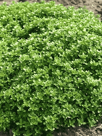 Тимьян лимоннопахнущий