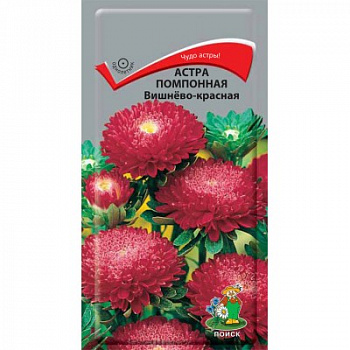 Астра помпонная Вишнево-красная