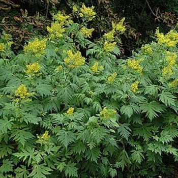 Бузульник пальчатолопастный