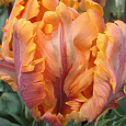 Тюльпан попугайный Irene Parrot