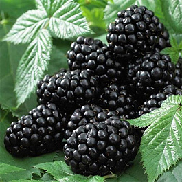 Ежевика Гай (бесшипый)