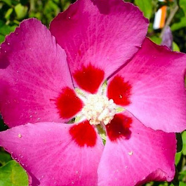 Гибискус сирийский Вудбридж