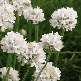 Армерия приморская Morning Star White