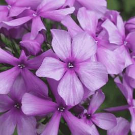 Флокс метельчатый Иван Сусанин