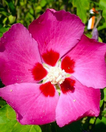 Гибискус сирийский Вудбридж