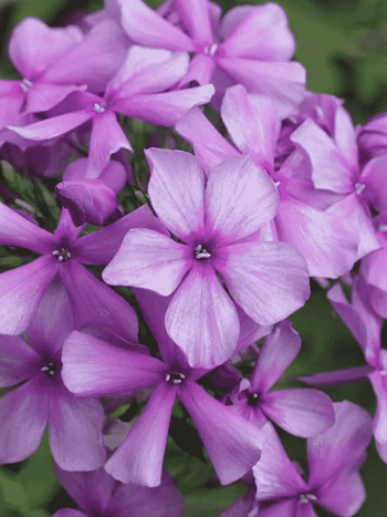 Флокс метельчатый Иван Сусанин