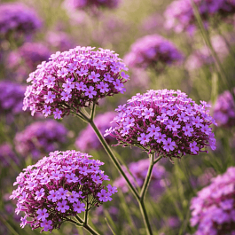 Вербена буэнос-айресская 