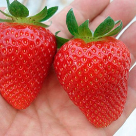 Земляника садовая Фурор Земляника садовая Фурор