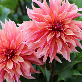 Георгина декоративная Лабиринт