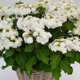 Гортензия крупнолистная Doppio Bianco