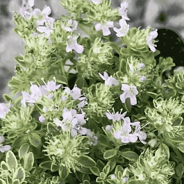 Тимьян ранний Highland Cream