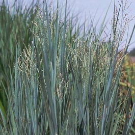 Просо прутьевидное Хеви Метал