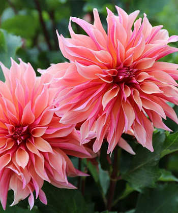 Георгина декоративная Лабиринт