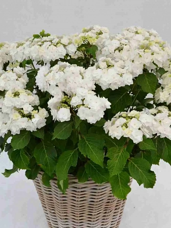 Гортензия крупнолистная Doppio Bianco