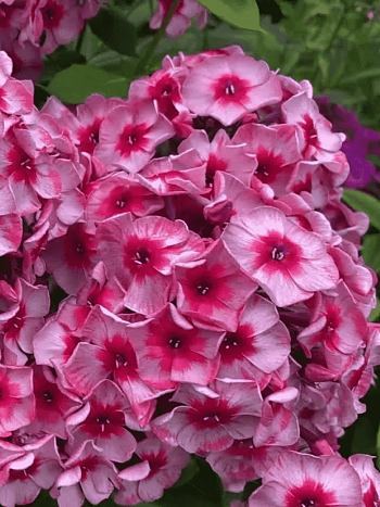 Флокс метельчатый Stars & Stripes