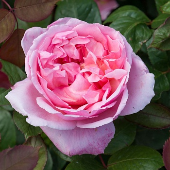 Роза Кустовая Brother Cadfael