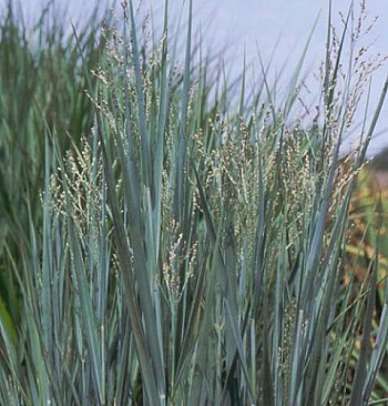 Просо прутьевидное Хеви Метал