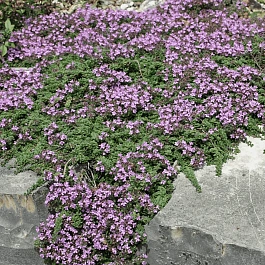 Тимьян ползучий Atropurpureum