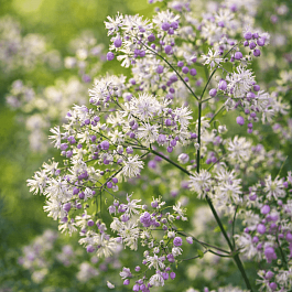 Василистник гибридный Elin