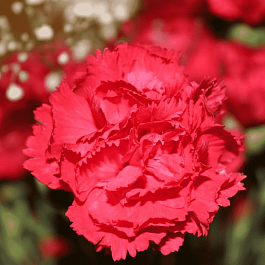 Гвоздика садовая Code Bright Red