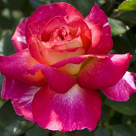 Роза чайно-гибридная Большой (Rose Bolchoi)