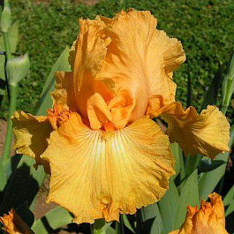 Ирис бородатый Скайфайер