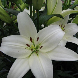 Лилия ЛА-гибрид Арахон